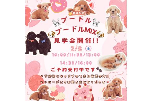 成約済の神奈川県のトイプードル-364437の3枚目
